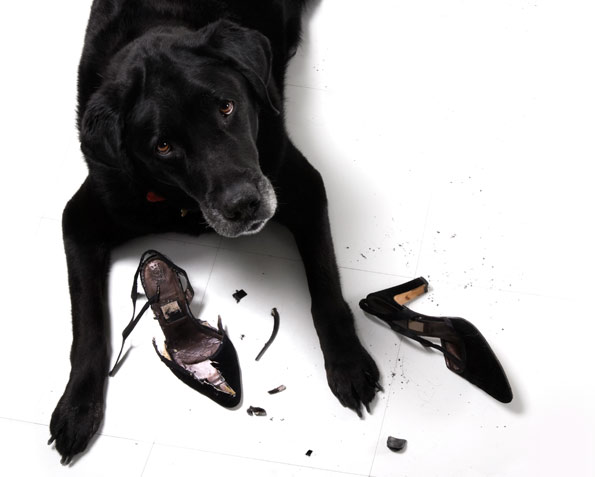 dog eating high heel shoes