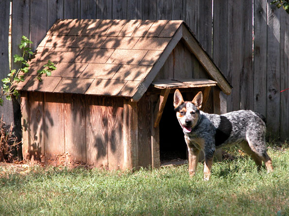 Dog in front of dog house