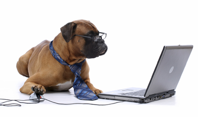 Dog Using a Laptop Computer