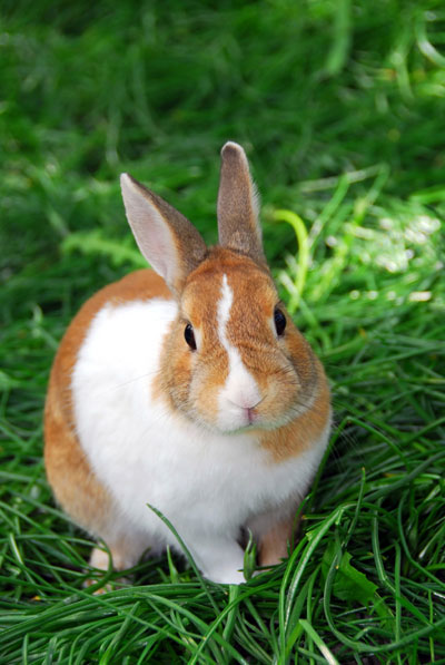 rabbit on grass