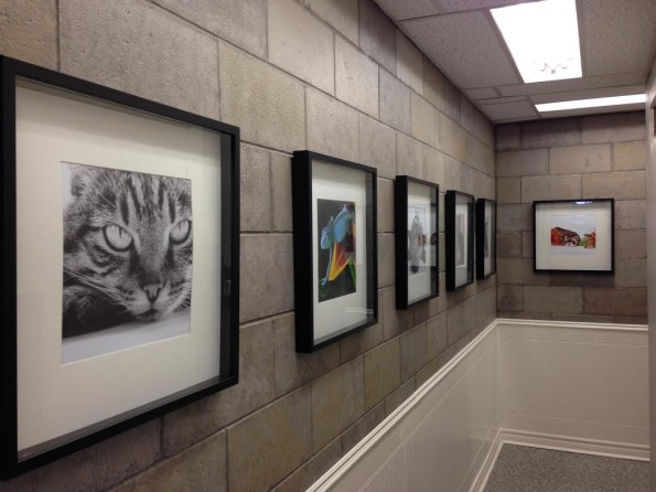 Animal Pictures in frames