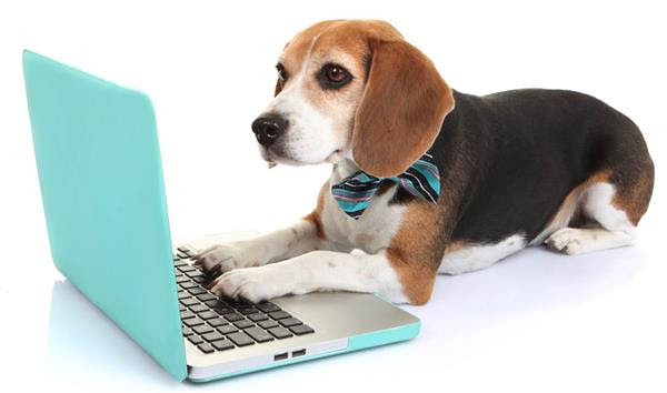 dog using a laptop computer