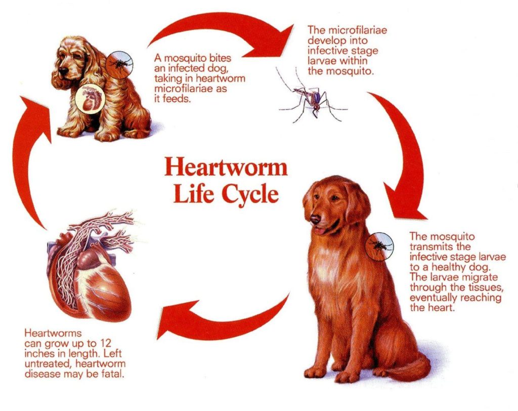 It’s Time for Heartworm Testing. – Scott Veterinary Clinic Brantford, Ontario