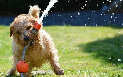dog playing with hose