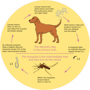 Heartworm lifestages