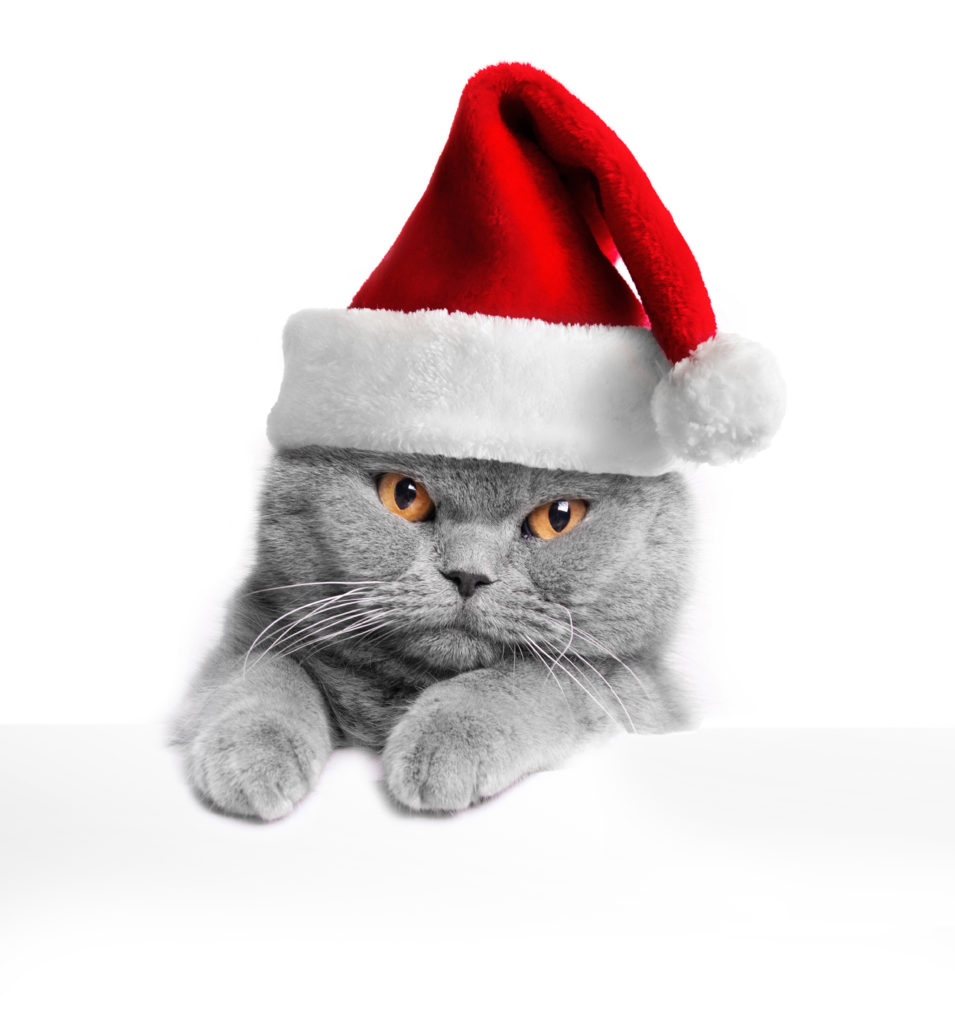 Holiday Hours – Scott Veterinary Clinic Brantford, Ontario