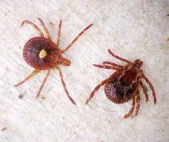 ticks