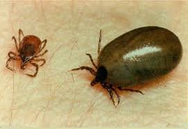 black legged engorged tick