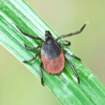 black legged tick