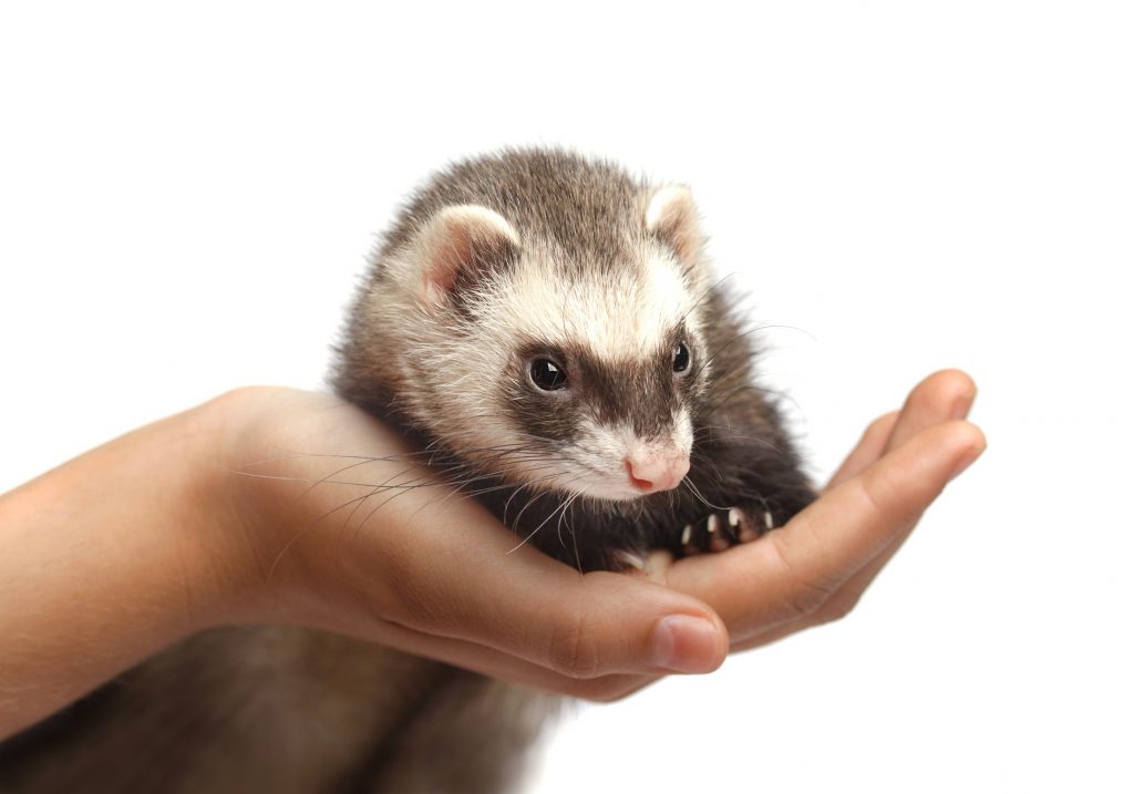 How to take care of a ferret information