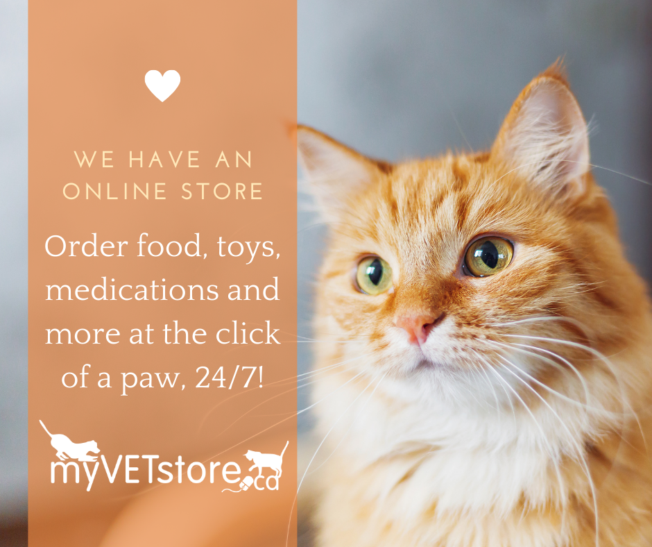 Shop Online For Your Pet