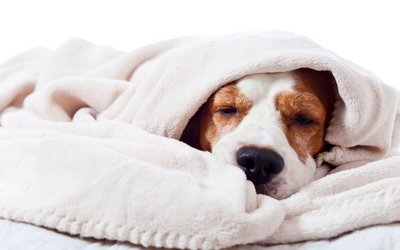 image for Canine Influenza Virus – Update